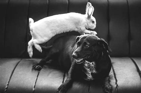 Dog Breeds That Can Get Along With Rabbits