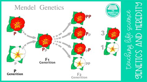 What Is The Difference Between Genetics And Heredity The Productive