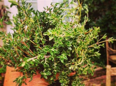 What Does Thyme Look Like A Useful Guide For Growing Thyme