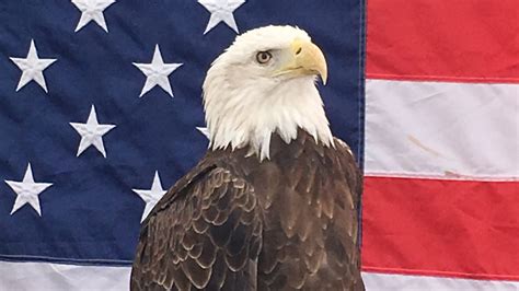 United States Flag Bald Eagle