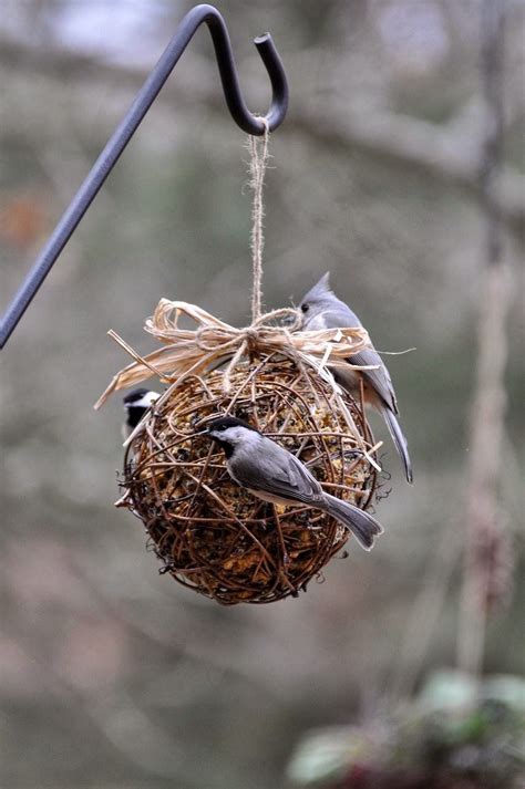 Just in time for spring, the birds will love their bird treats just waiting for them to enjoy! Rebecca's Bird Gardens Blog: DIY Suet Feeders