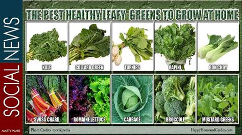 Leafy Vegetables List With Pictures And Names Vegetarian Foodys