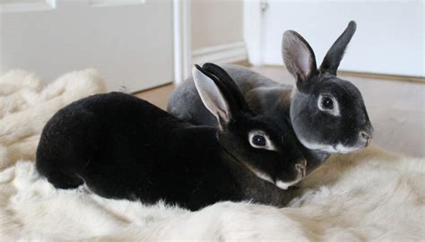Top 12 Best Pet Rabbit Breeds Popular Cute Child Friendly Justcredible