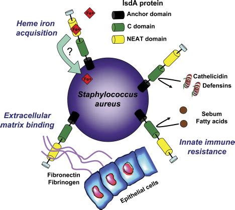 Staphylococcus Aureus A Blemish On Skin Immunity Cell Host Microbe