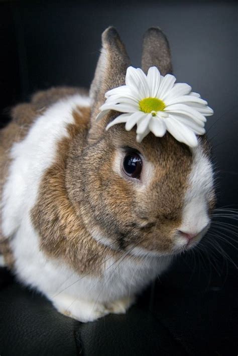 Whats The Cutest Picture Of A Bunny Ever Quora