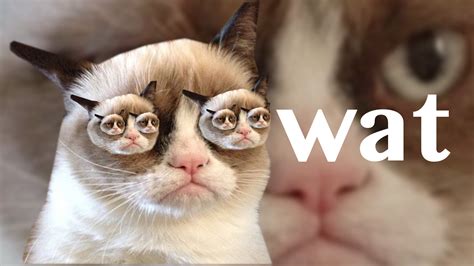 Grumpy Cat Wallpaper For Computer Wallpapersafari