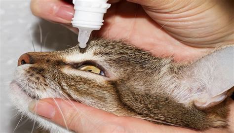 8 Tipos De Infección En Los Ojos De Los Gatos 3 Consejos Para
