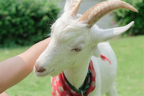 Beautiful Goat Stock Photo Image Of Nature White Hand 32830026