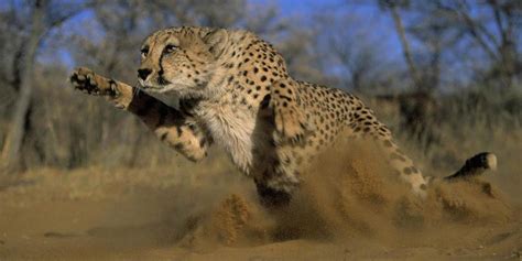 Cheetah The Fastest Land Animal In The World