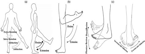 Using Your Knowledge Exercise 10 Lower Limb