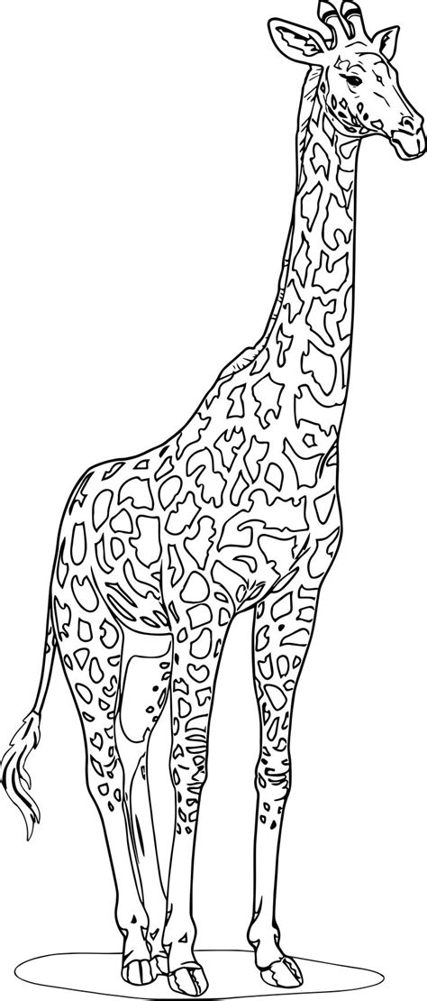Includes images of baby animals, flowers, rain showers, and more. nice Realistic Beautiful Giraffe Coloring Page | Giraffe ...