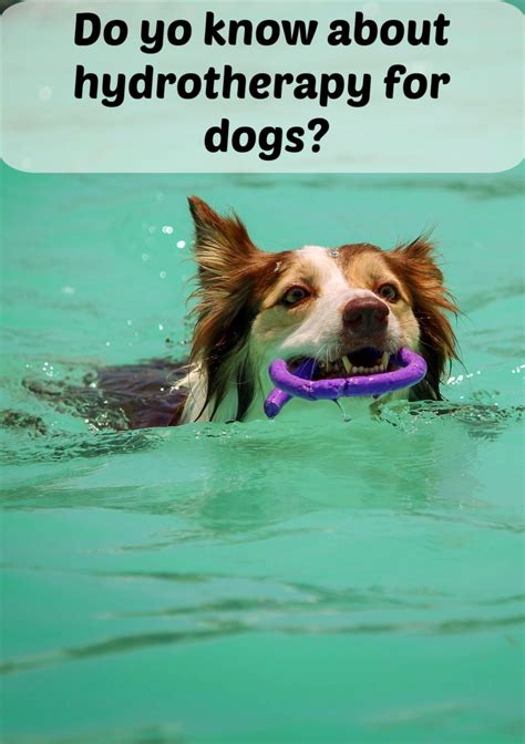 Hydrotherapy For Dogs Or Other Pets Can Be A Great Way To Build
