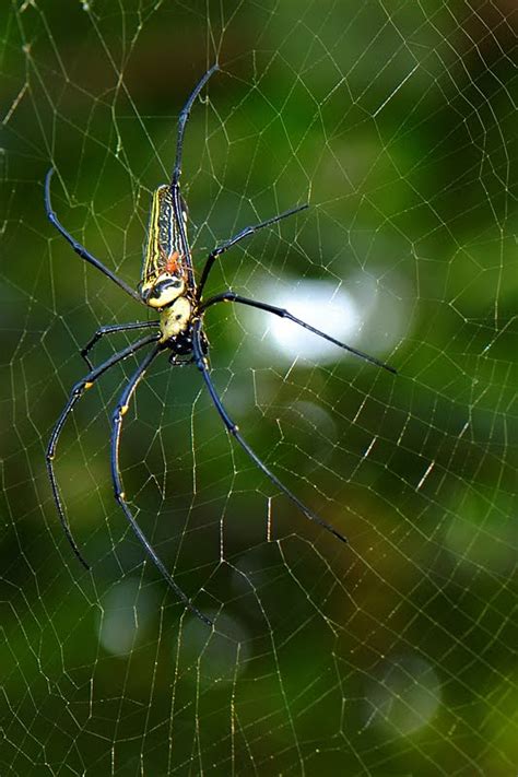 Children and the elderly are more vulnerable to venomous spider bites, but most likely, you will only experience the following symptoms: Mating Ritual of Giant Wood Spider | Walk the Wilderness