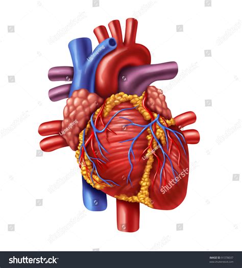 Human Heart Anatomy Healthy Body Isolated Stock
