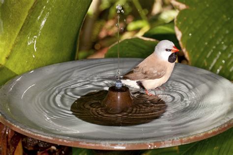 Vor allem im sommer, wenn viele natürliche gewässer ausgetrocknet sind, ist eine tränke beziehungsweise ein bad sinnvoll. Vogeltränke selber machen: Tipps zum Bau ...