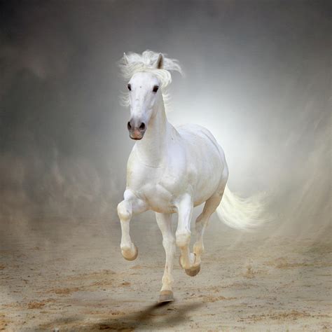 White Horse Galloping Photograph By Christiana Stawski Fine Art America