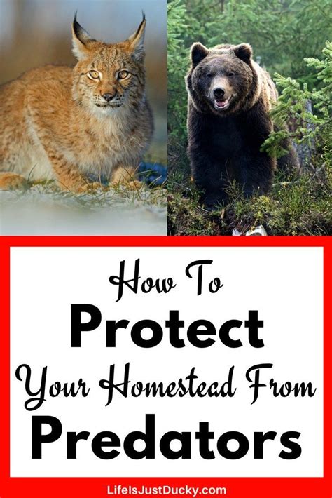 6 Ways To Protect Your Livestock From Predators Artofit