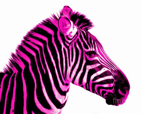 Hot Pink Zebra By Rebecca Margraf