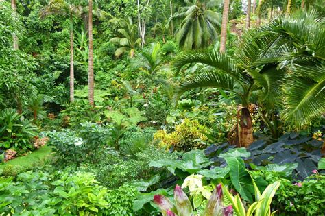 Wandering Among The Plants At Huntes Gardens Barbados Barbados