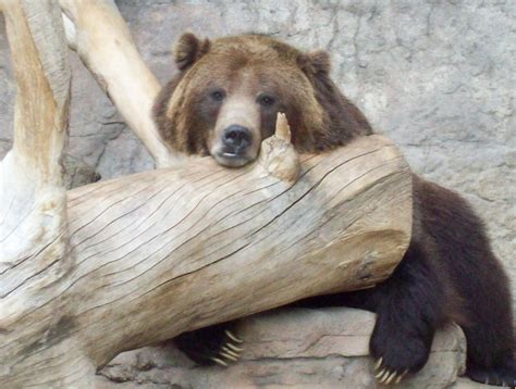 A Grizzly Bear Picture Taken At The Denver Zoo Bear Pictures