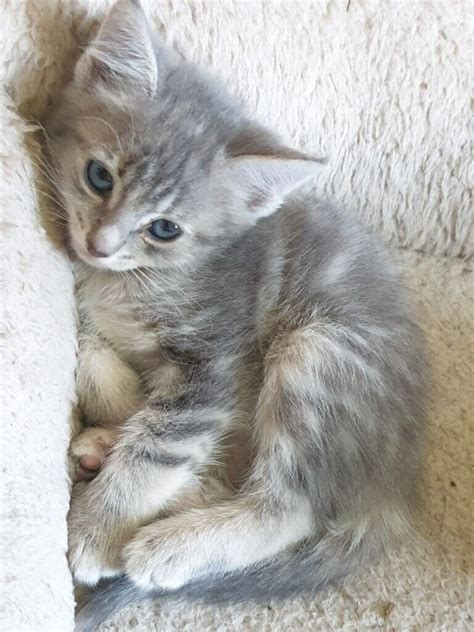 Extremely Rare Russian Blue Tabby Kittens In Thornhill Dumfries And Galloway Gumtree