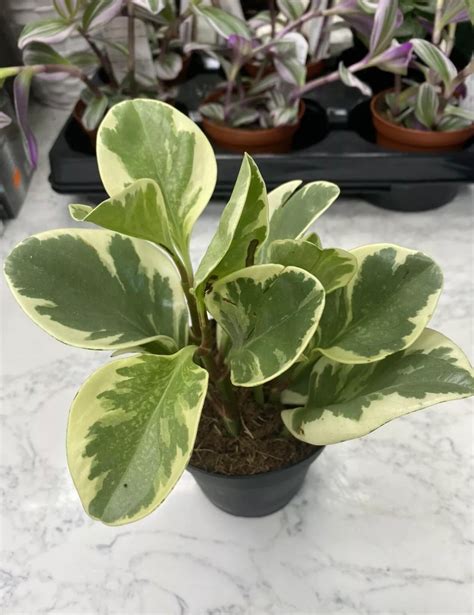 Variegated Baby Rubber Plant In 3 12 Pot Etsy