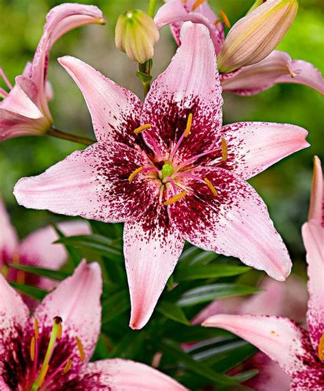 Lily Tango Dot Com Lilium Asiaticum Bulb Flowers Beautiful