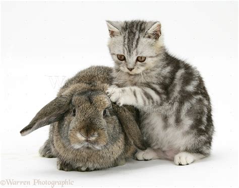 Pets Silver Tabby Kitten And Agouti Lop Rabbit Photo Wp18897