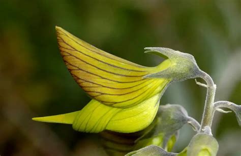 How To Grow Hummingbird Tree From Seed