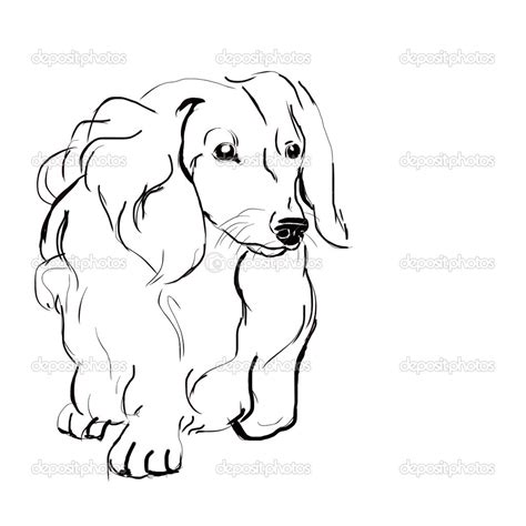 A super fun long haired dachshund coloring calenda. Dachshund Drawing at GetDrawings | Free download