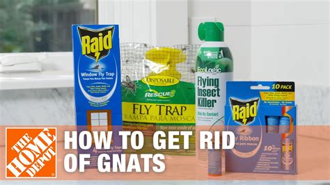 How To Get Rid Of Gnats In House Tons Of How To