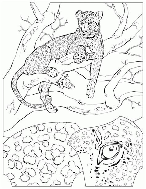 Animal Habitats Coloring Pages Coloring Home