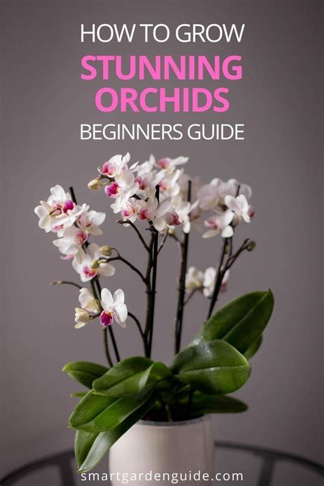 Phalaenopsis Orchid Care For Beginners Easy Guide Smart Garden
