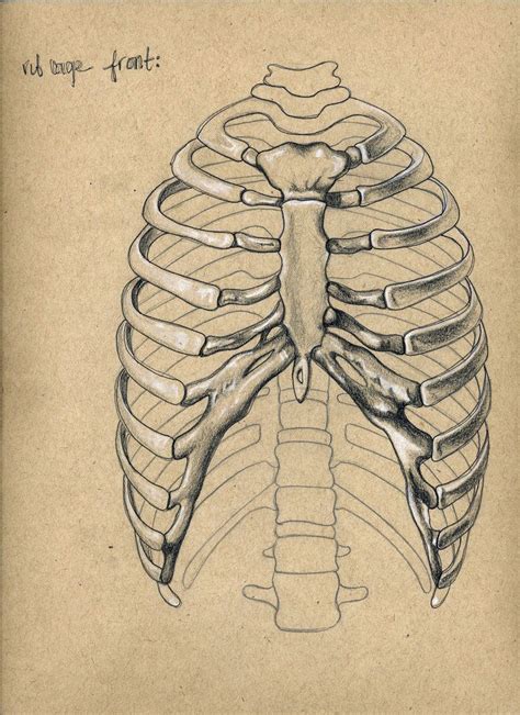 The rib cage is made up of 12 pairs of ribs, 12 thoracic vertebrae, and the sternum. rib cage. by cawillanddesign on DeviantArt | Skeleton ...
