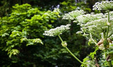 Giant Hogweed Mapped How To Identify And Track Deadly Plant Growing In