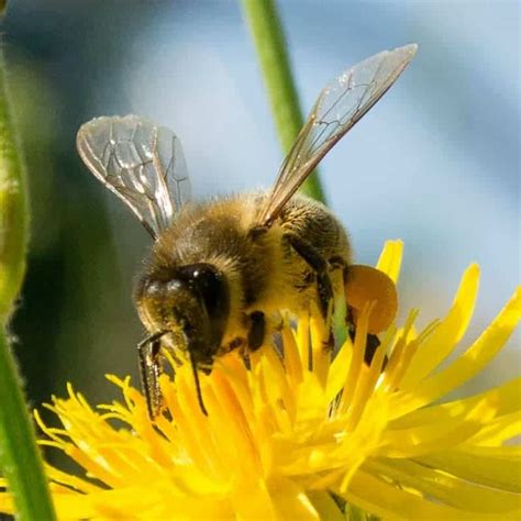 Different Types Of Honey Bees Carolina Honeybees