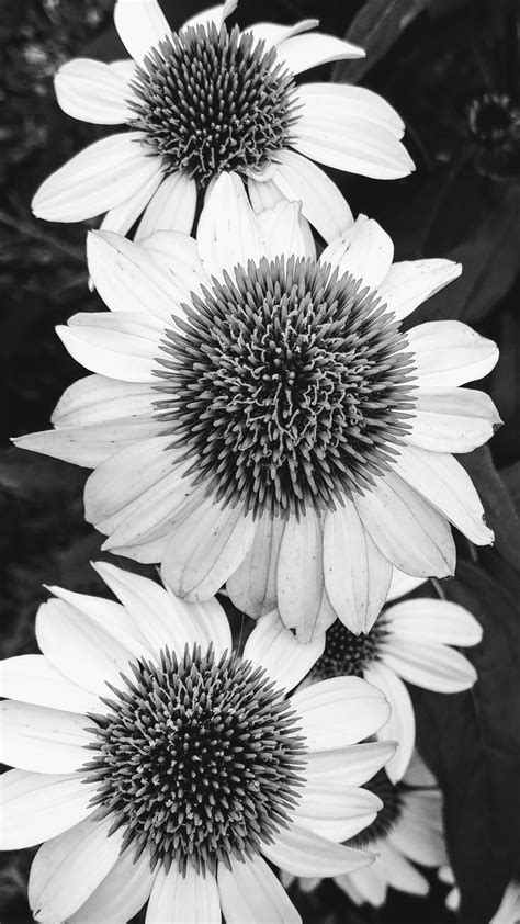 Black And White Photography Flower Blossoms Etsy