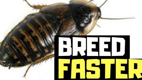how to breed dubia roaches faster youtube