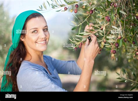Woman Picking Olives In Olive Grove Portrait Stock Photo Alamy