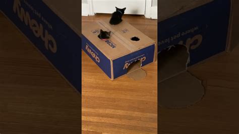Kitten Play Whack A Mole With Cardboard Box Viralhog Youtube