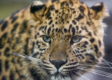 Amur Leopard Endangered And Invasive Species