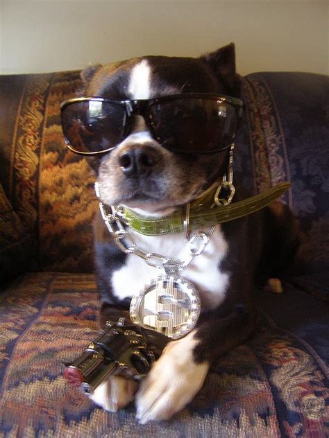Cool Animals Pictures Gangsta Dogs