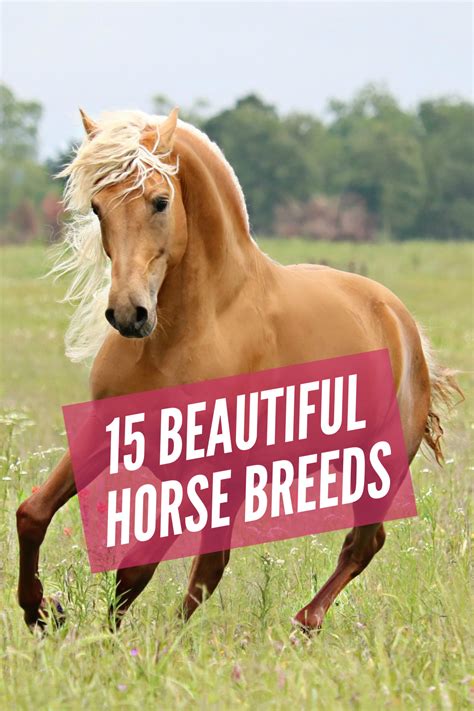 Pin On Horse Breeds