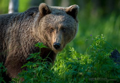 Eurasian Brown Bear In The Taiga Forest Tony Moss Wildlife Photographer