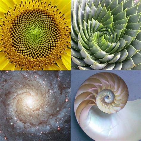 Fibonacci Spirals Should Inspire The Labyrinth Motives All Over The