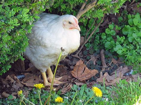 Give A Cluck Ask Umbra On Secret Backyard Chickens Grist