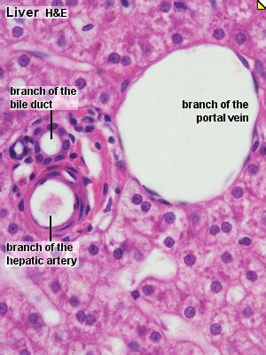 Diagram Of Liver Tissue Histological Examination Of Liver Tissue Sld