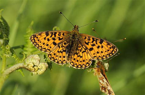 Britains Rarest Butterflies Doing Well On National Trust
