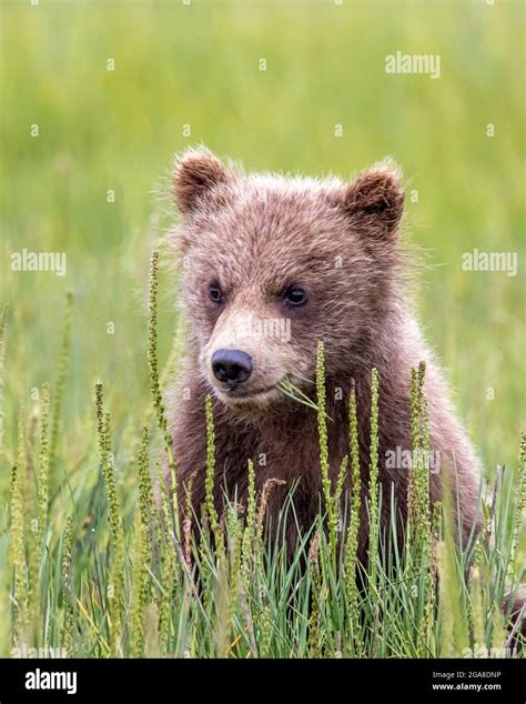 One Year Old Coastal Brown Bear Cub Sitting In A Meadow Silver Salmon