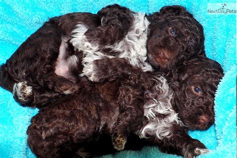 So what should you be paying for your puppy? Lagotto Puppy: Lagotto Romagnolo puppy for sale near ...